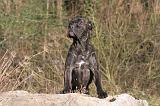 CANE CORSO 1388